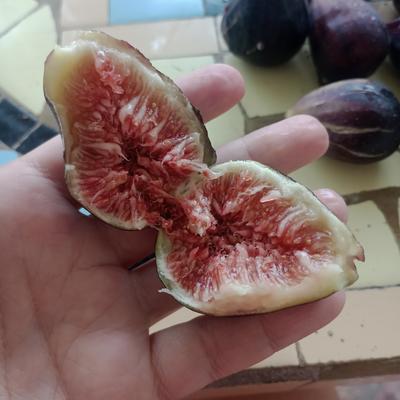 miko@mariconear.social